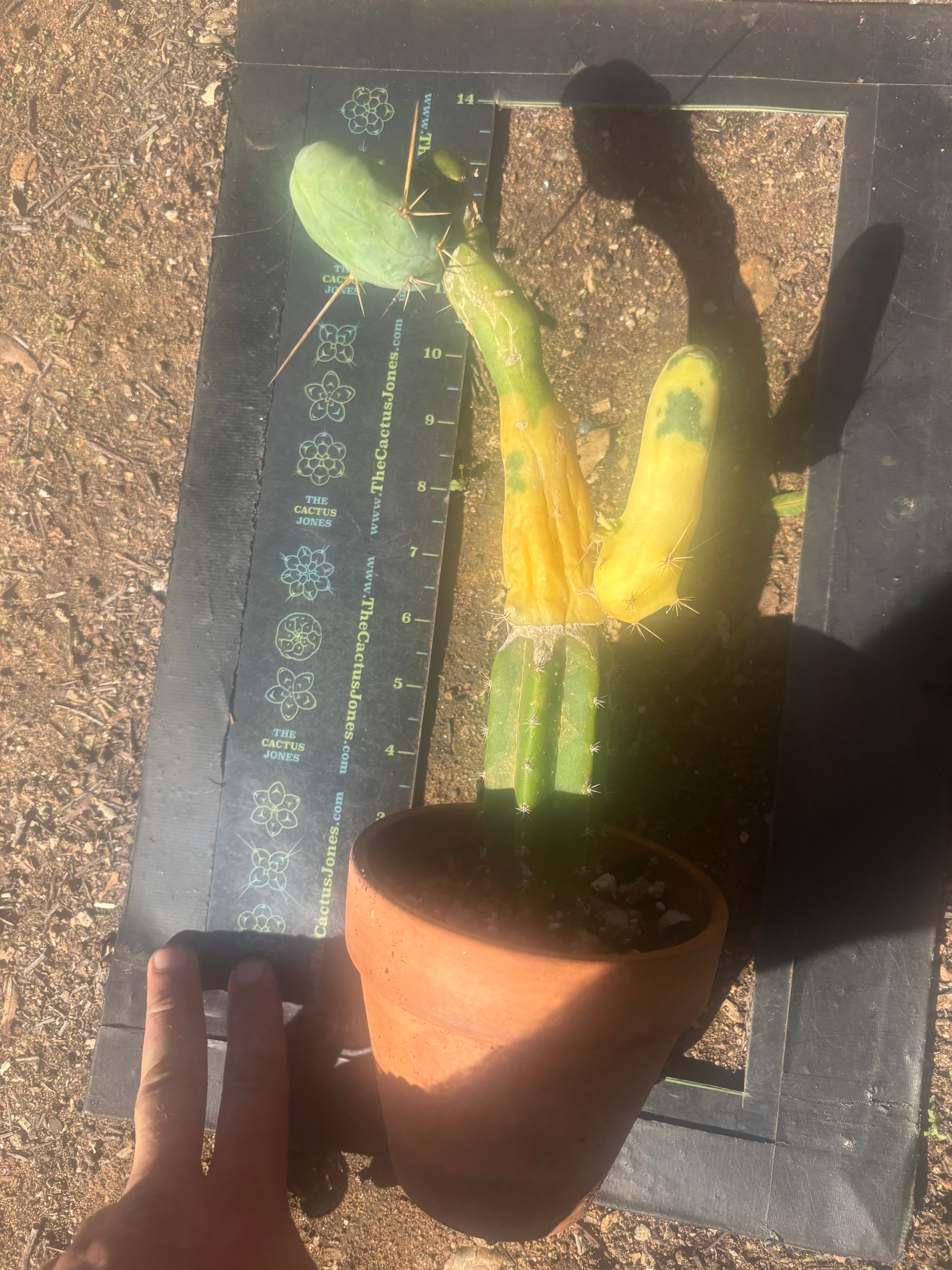 💎👑💎🌶️🌶️ TBM-b Variegated— Long Established Graft on Rooted Stock