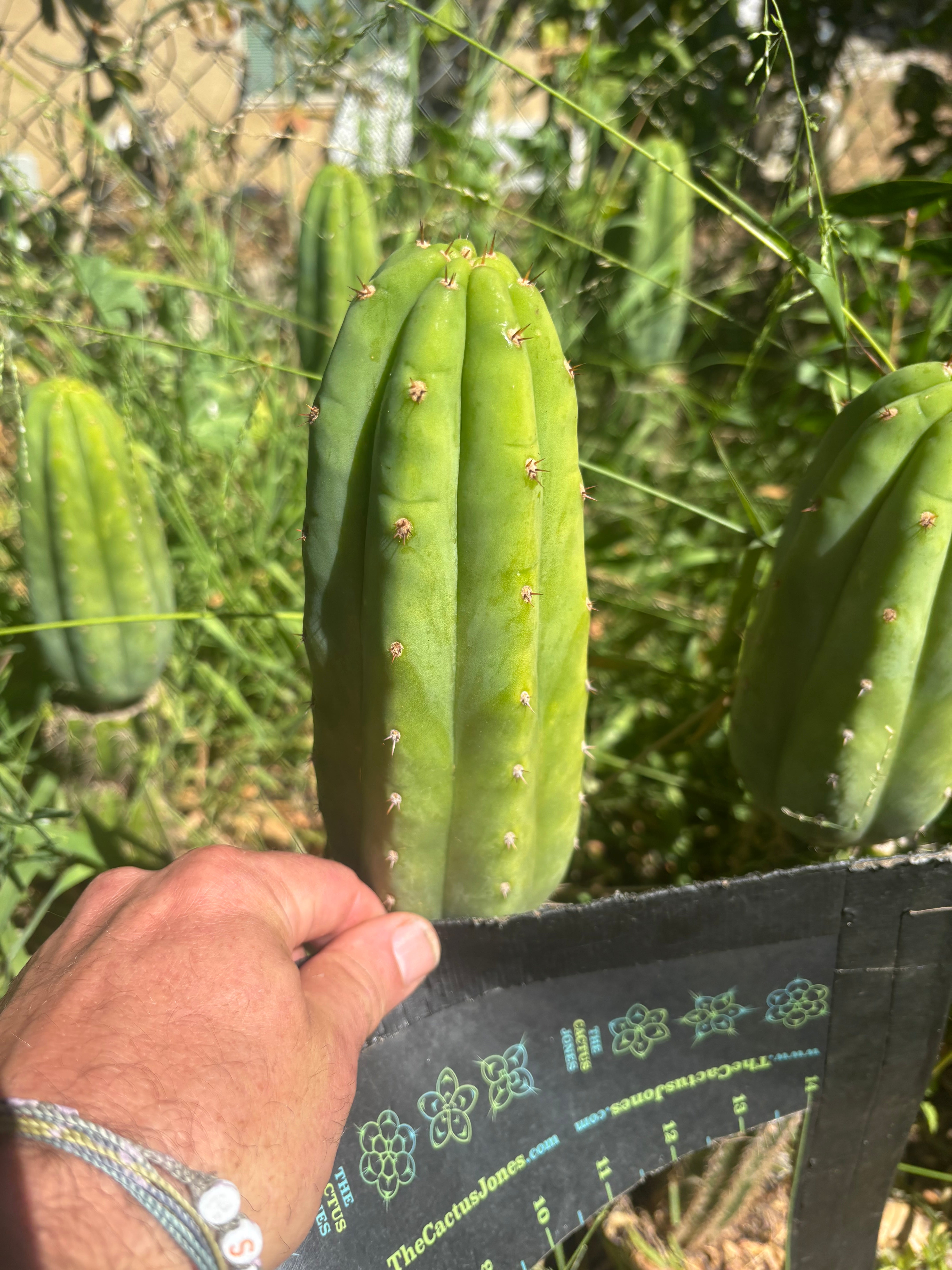 👑🌶️🌶️ KR04 — 7” Tip