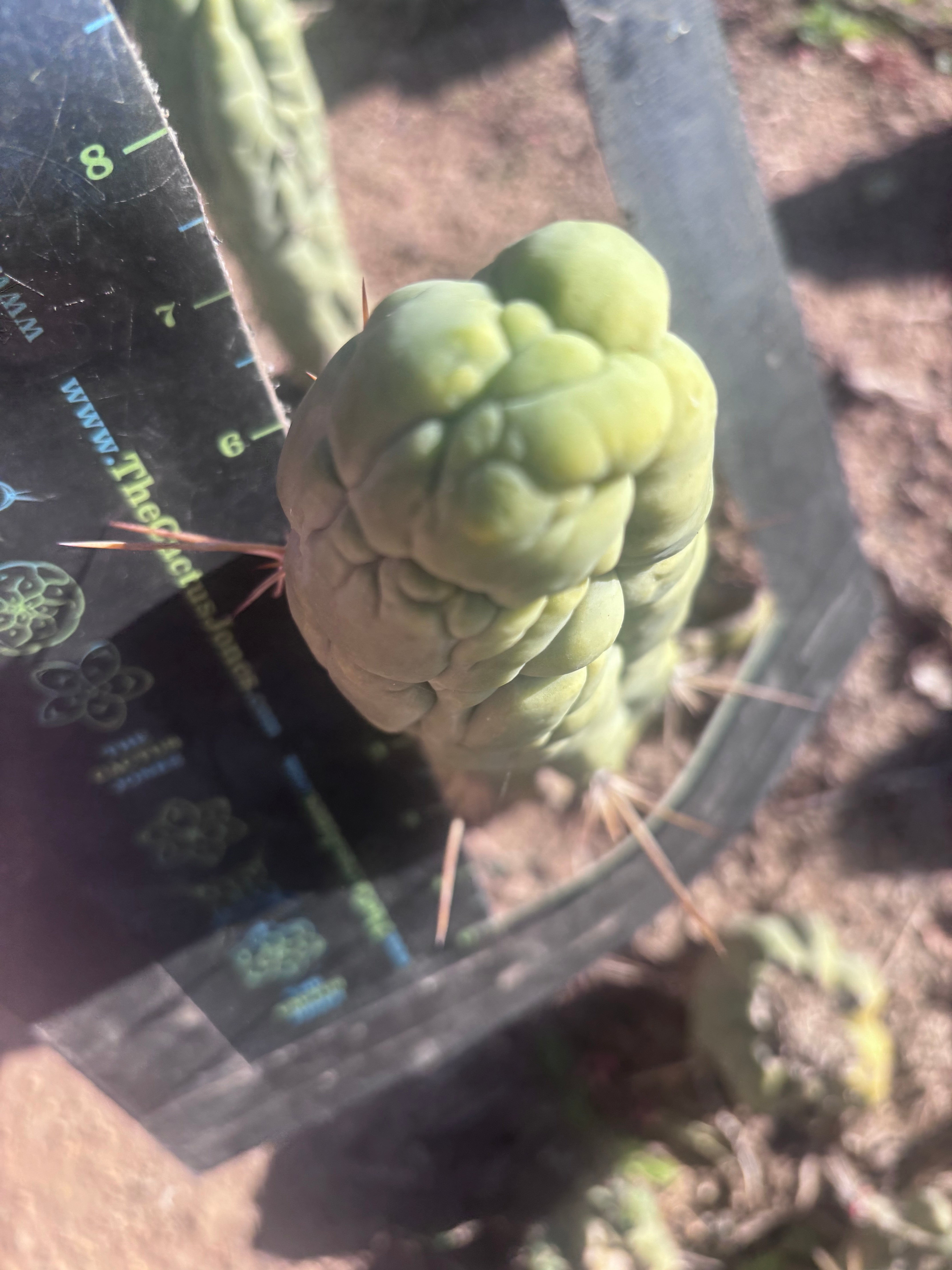 💎👑 Bruce’s Dragon — 8” Tip