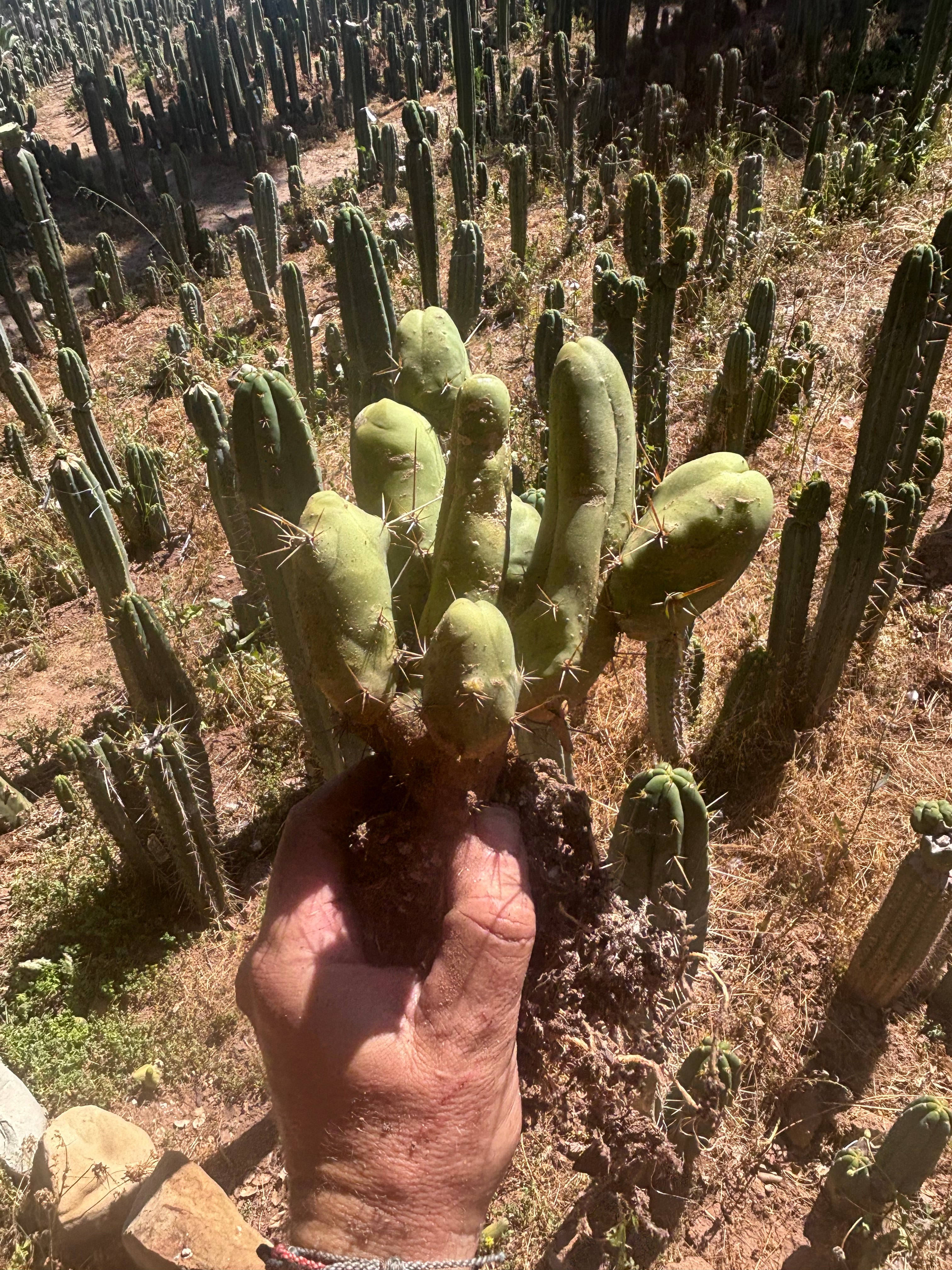👑🌶️🌶️  TBM Clone B — XL Rooted