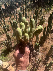 👑🌶️🌶️  TBM Clone B — XL Rooted