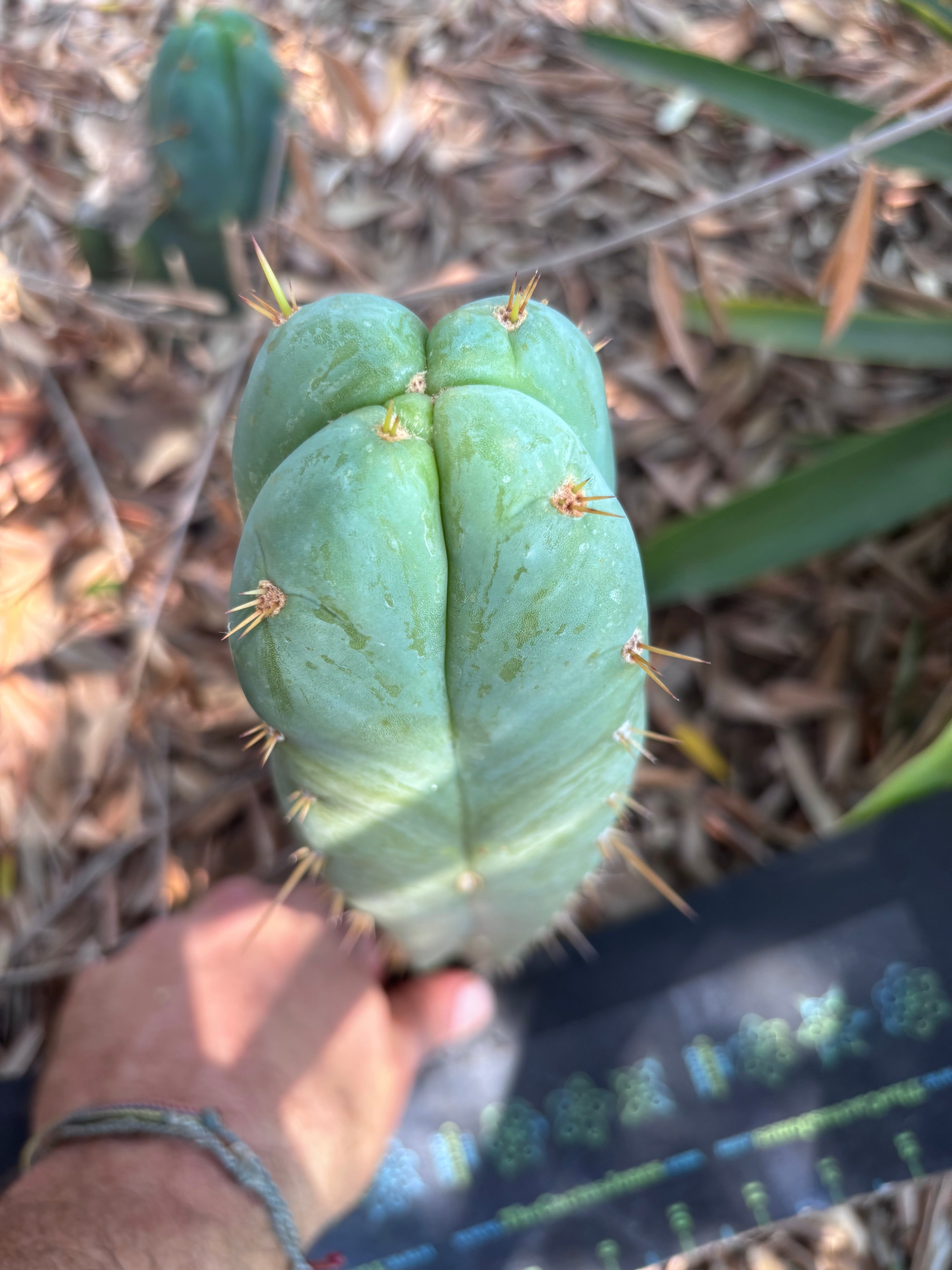 👑 Lotusland Huanu —  Irresistible FourWang 11” Pup