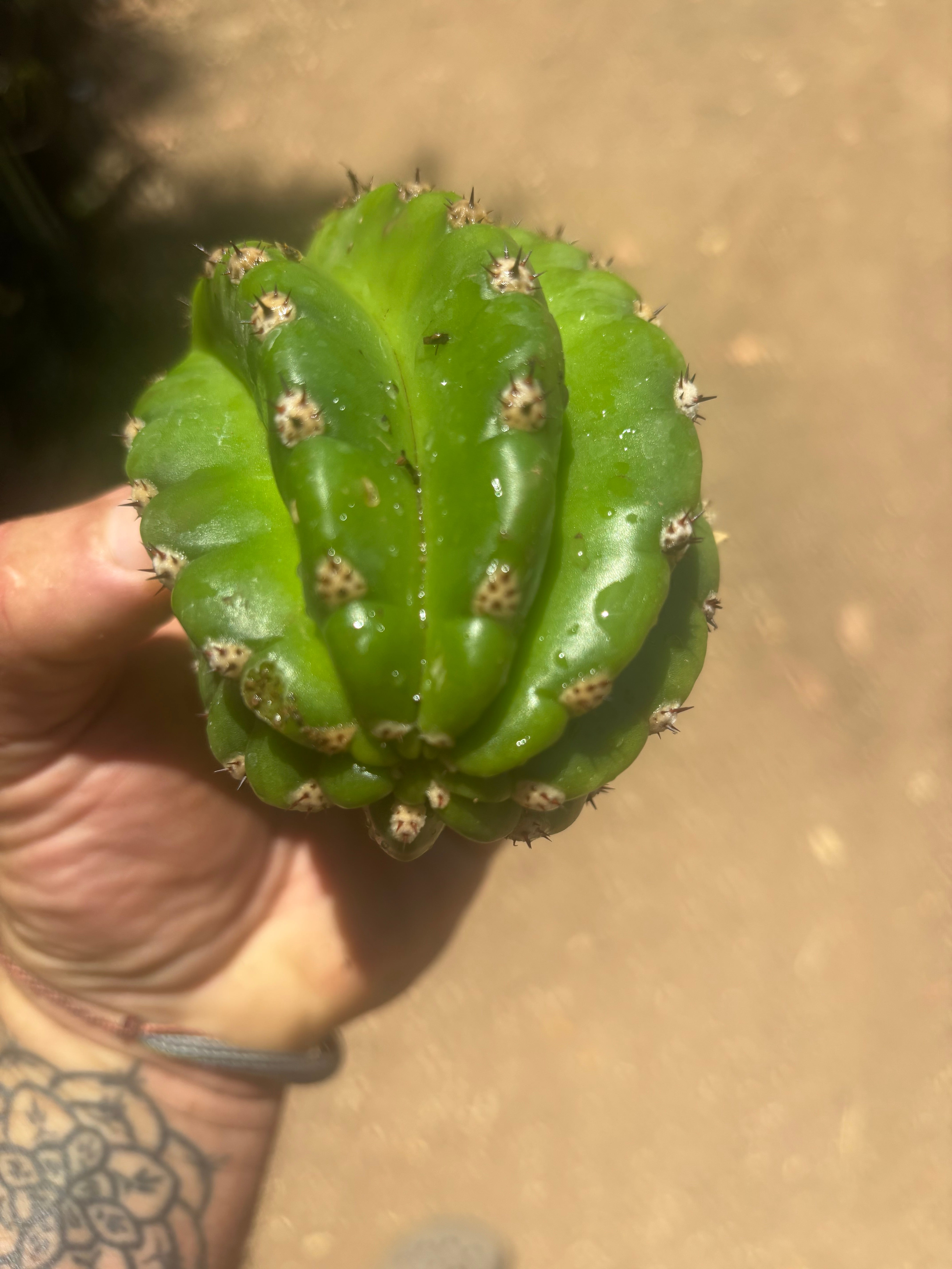 💎🦄💎 JS444 x Pluto (Cross Genus!) — Fat 5” Grenade