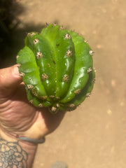 💎🦄💎 JS444 x Pluto (Cross Genus!) — Fat 5” Grenade