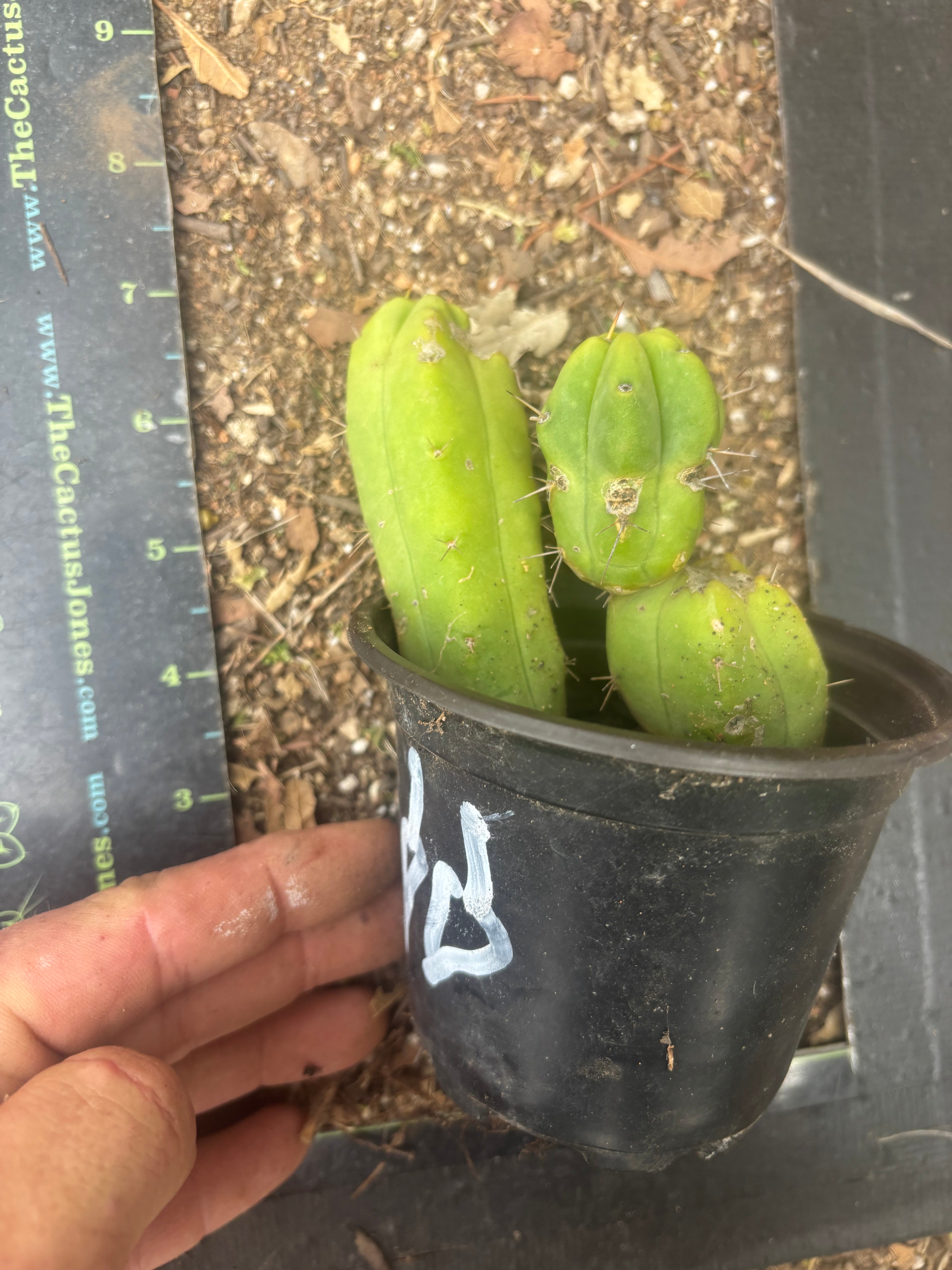 👑🌶️🌶️ Dulzura — Two Lil’ Rooted Tips