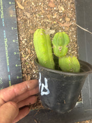 👑🌶️🌶️ Dulzura — Two Lil’ Rooted Tips