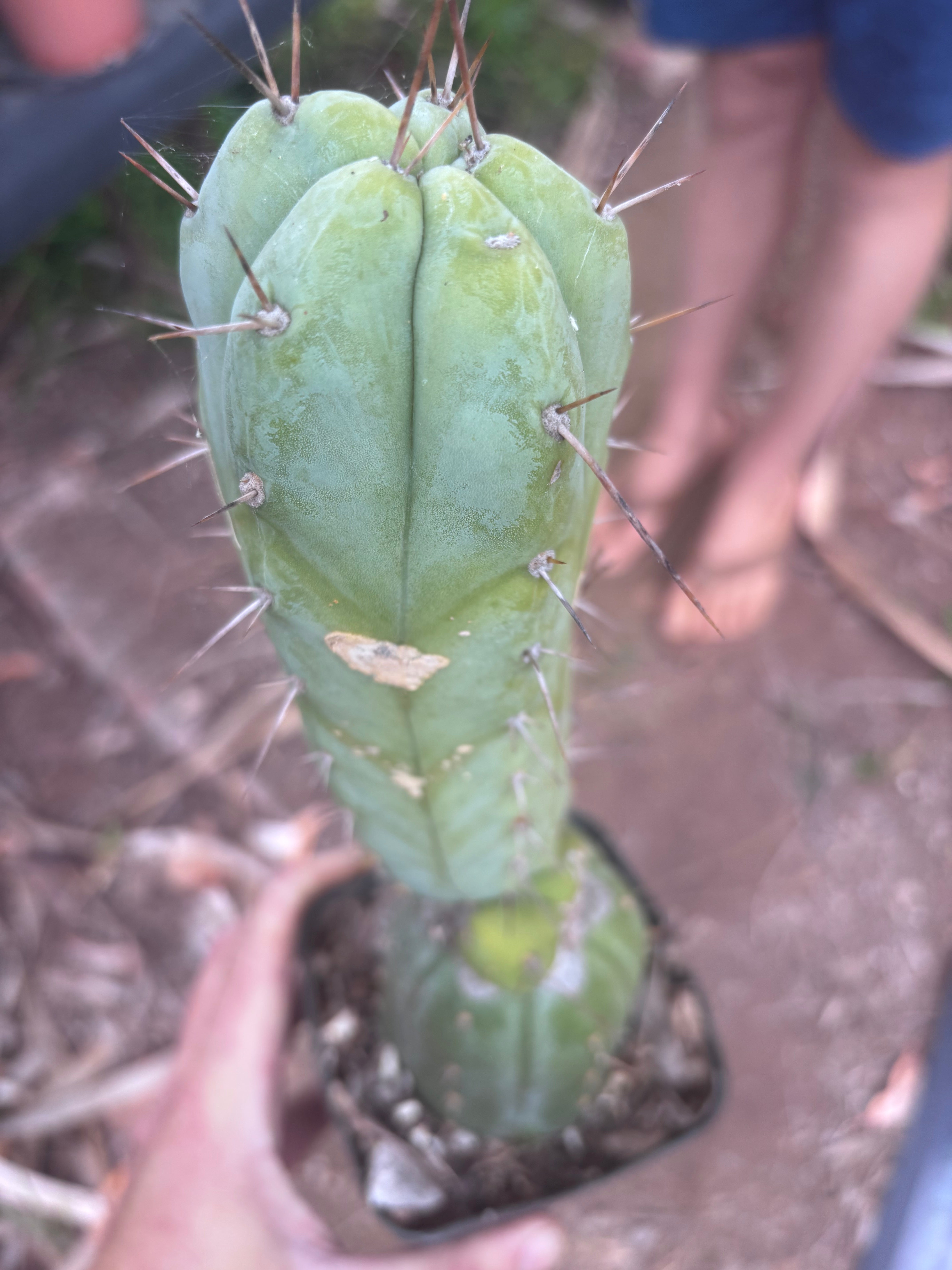 👑💎🌶️ CSD — Rooted Graft (Whole)