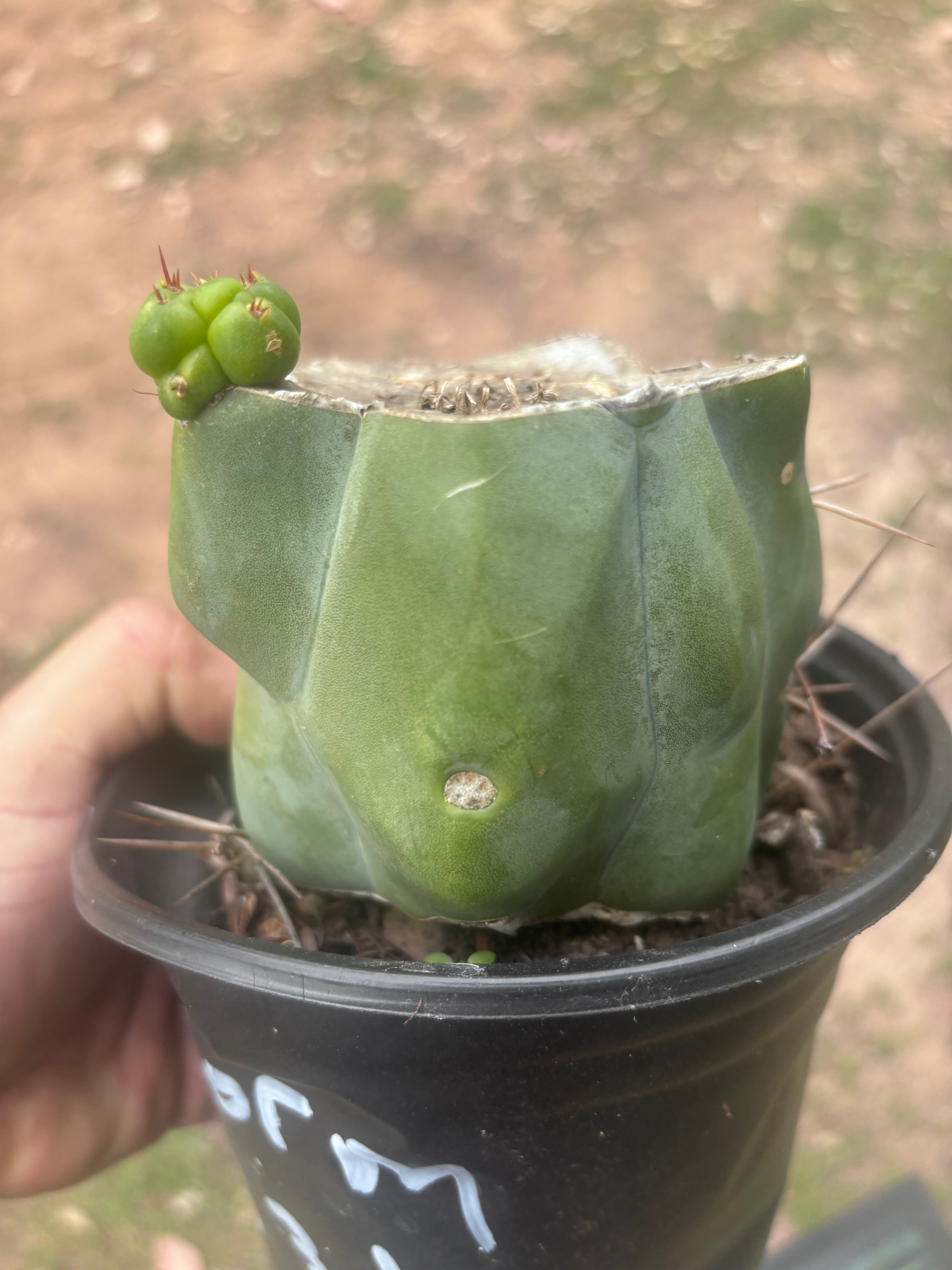 💎💎👑🌶️ Platform 9 3/4  — Rooted and Pupping Mid Chonk