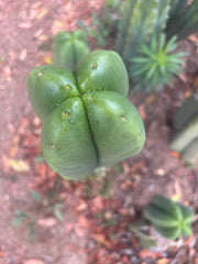 💎👑🌶️ Ferah — 6” Fourwang Tip