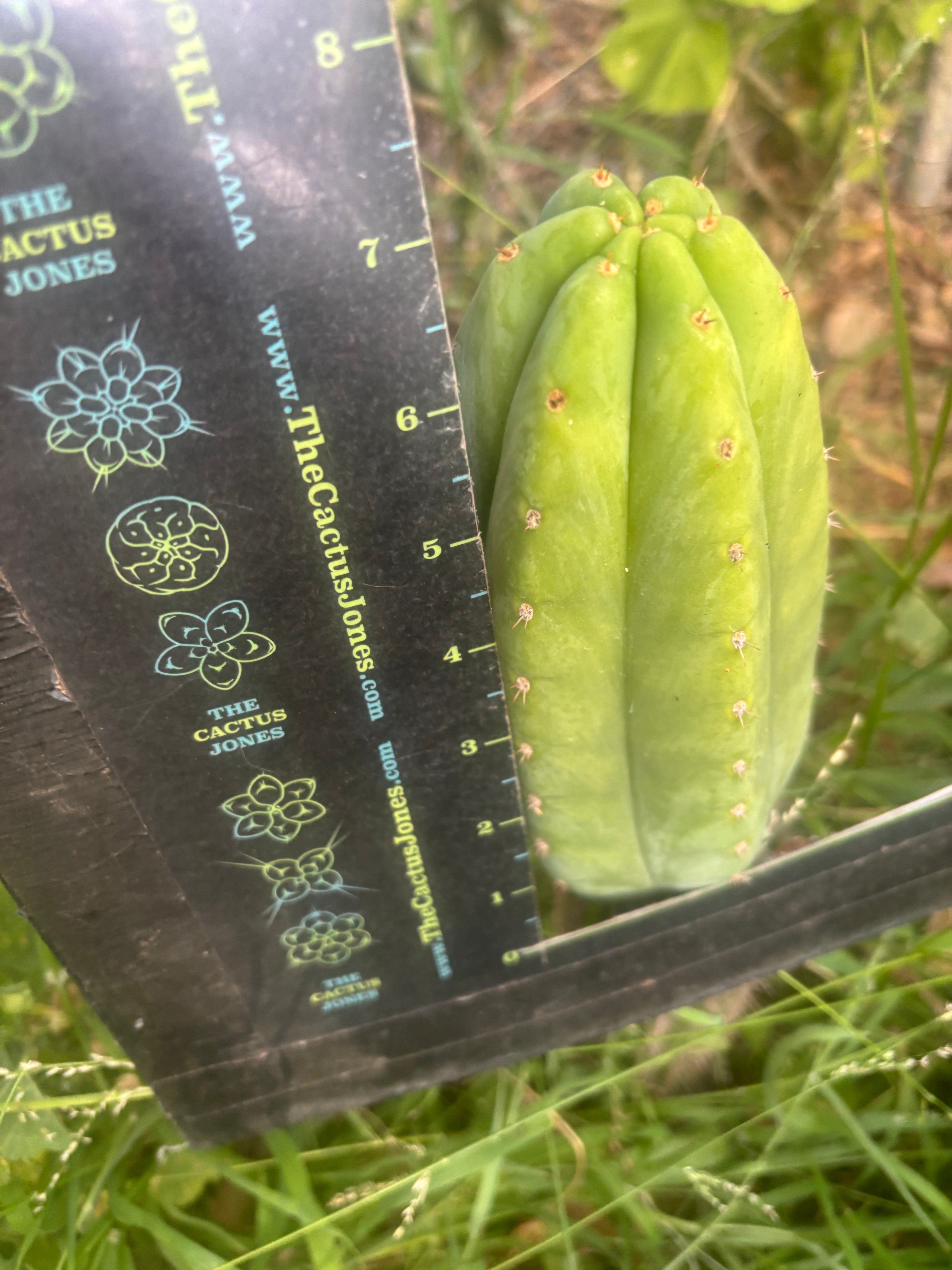 Custom Listing for Jeff H