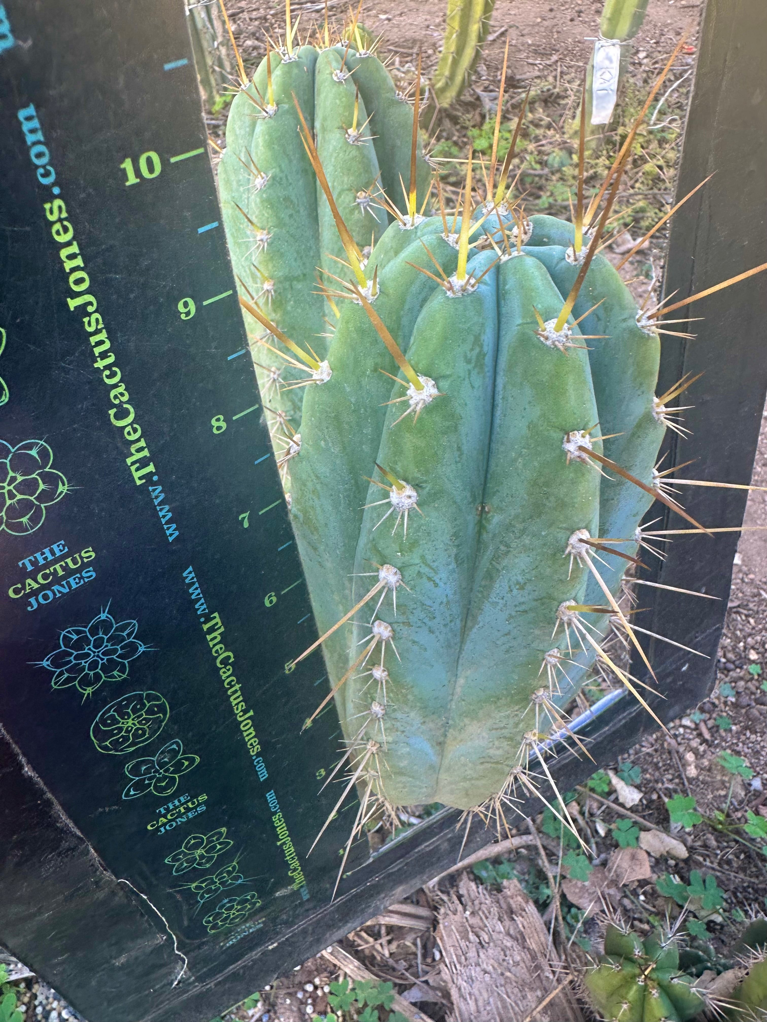 👑💎 Rimac — Fat 9” Pup