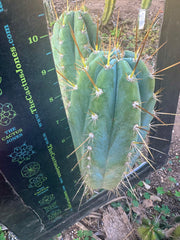 👑💎 Rimac — Fat 9” Pup