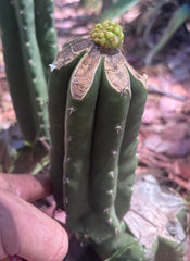 👑💎 Hulk’s Balls Graft