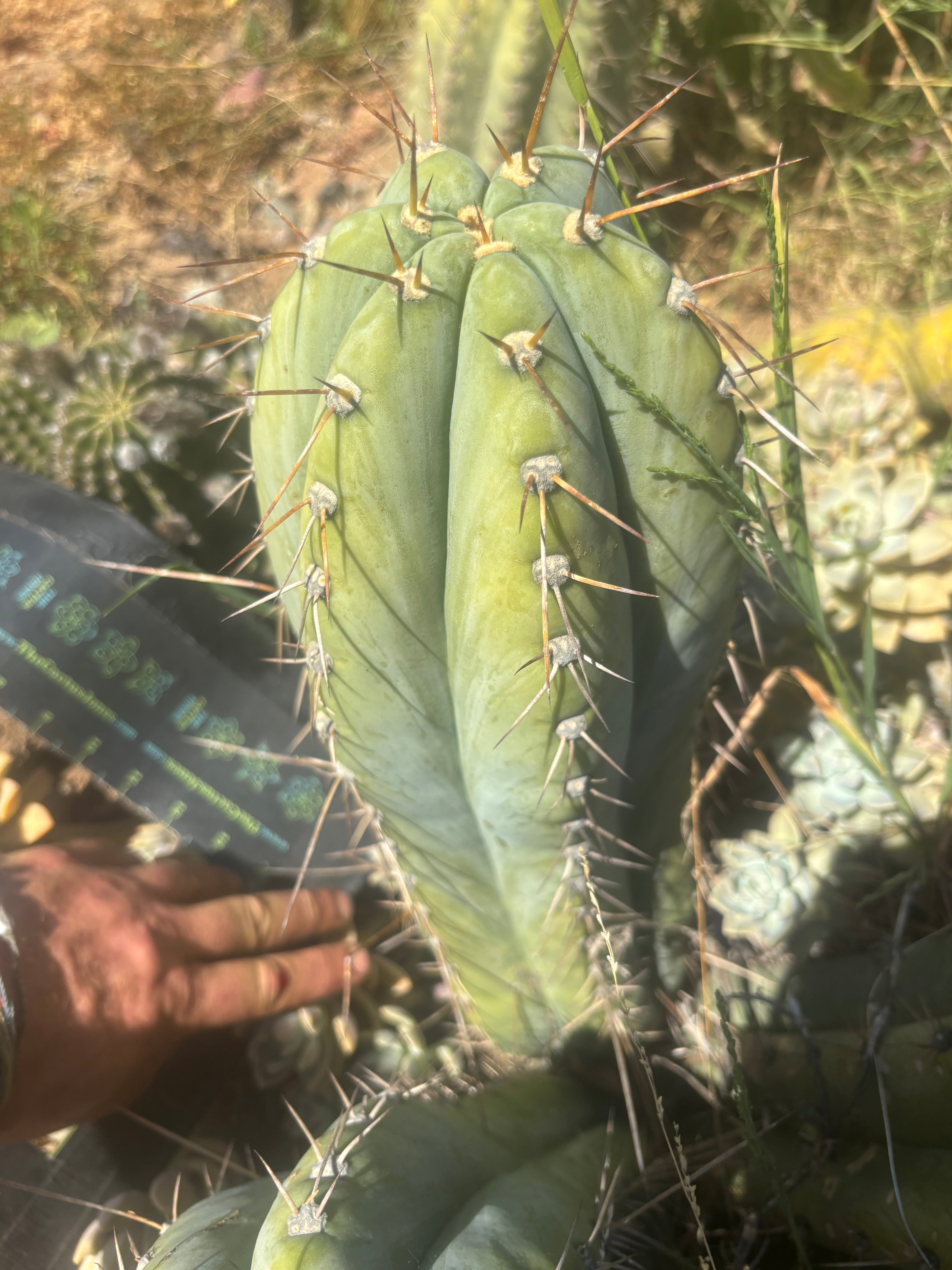 💎👑🌶️ CGG — Massive 16” Melon