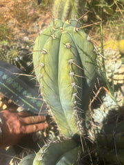 💎👑🌶️ CGG — Massive 16” Melon