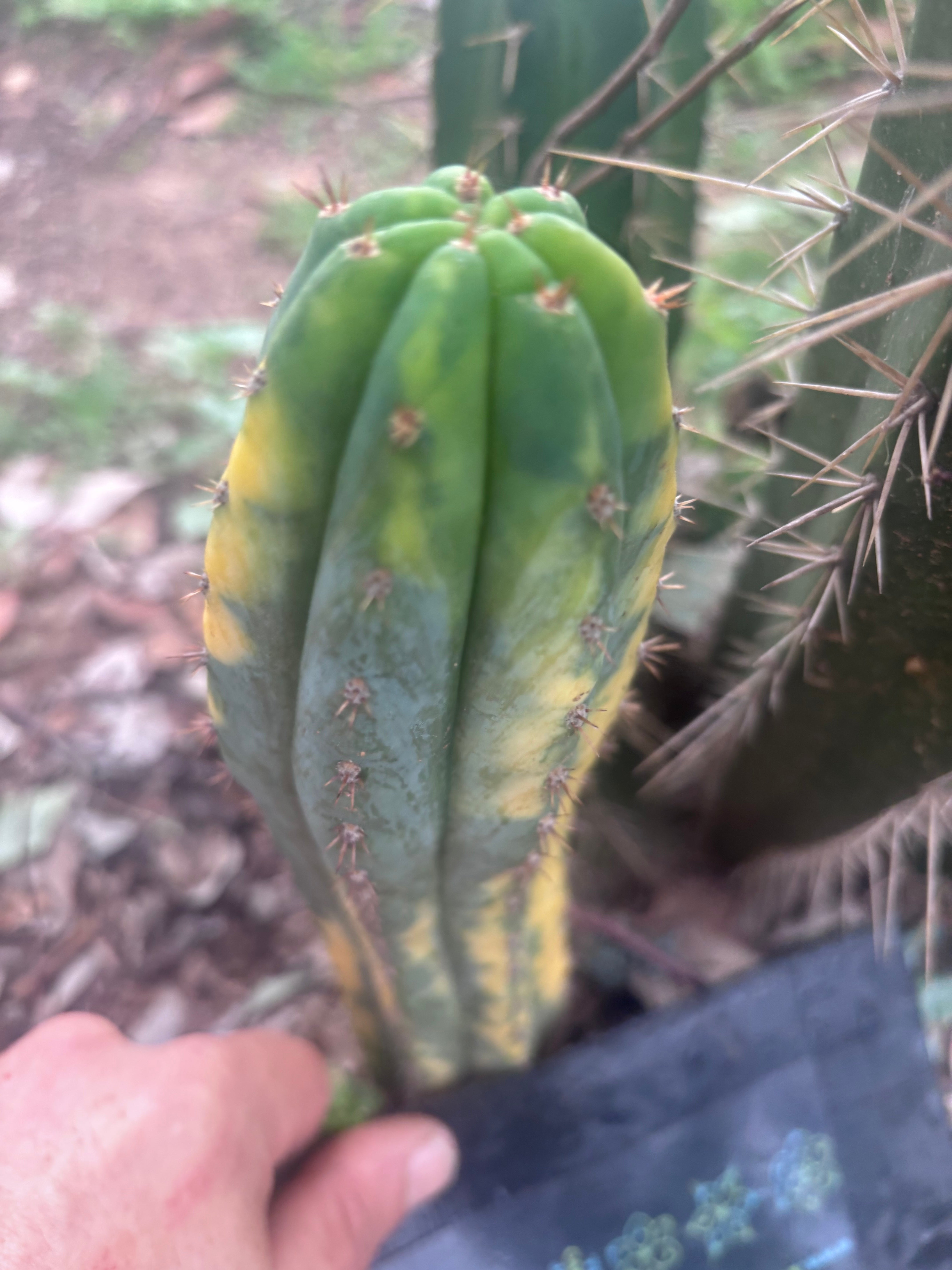 💎 Vari Pachanoi — 7.5” Tip