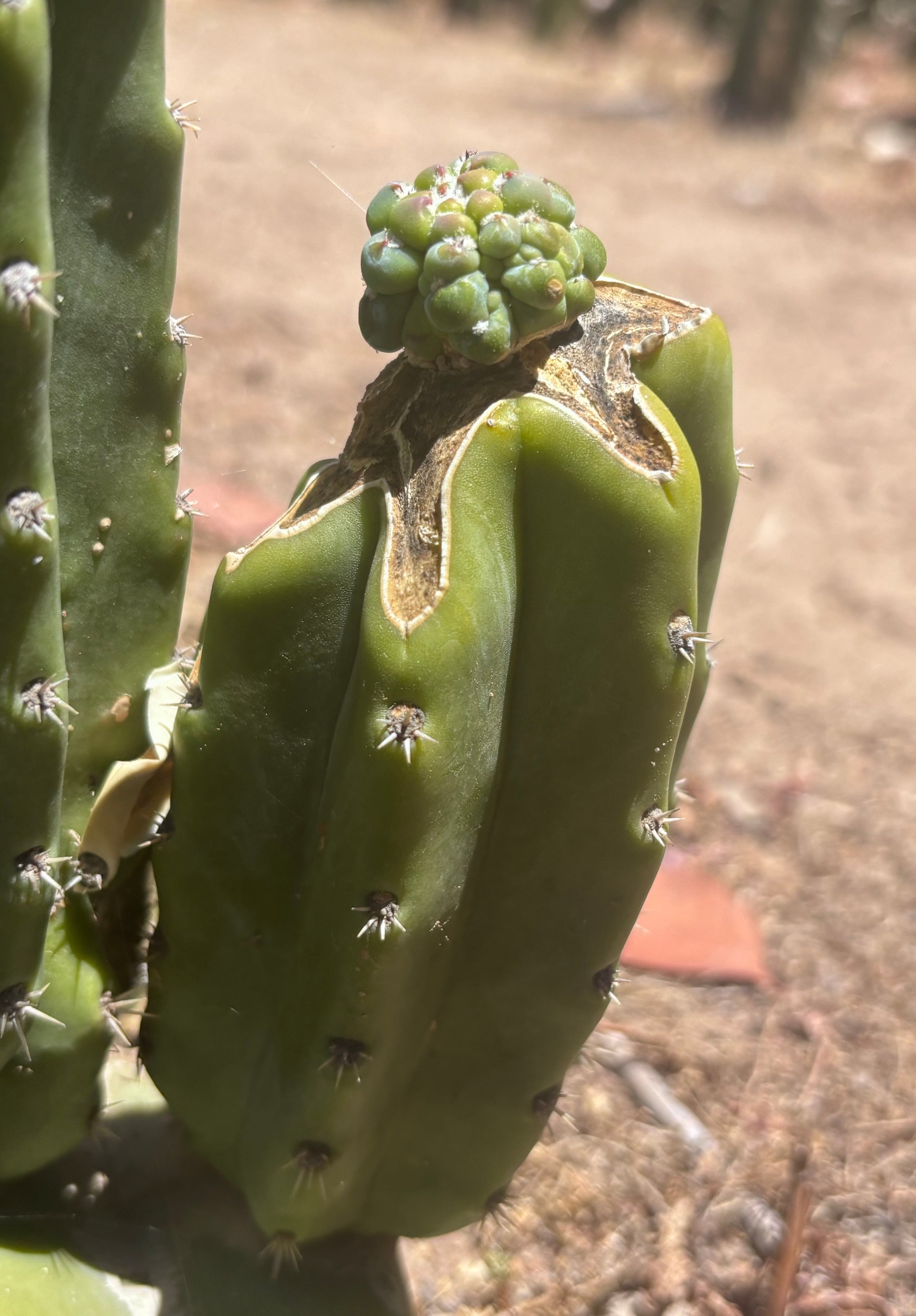 👑💎 The Weekly Glorp Graft