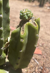 👑💎 The Weekly Glorp Graft