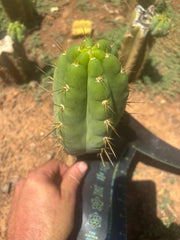 💎🌶️🌶️ NOM — Chonky 7” Pup