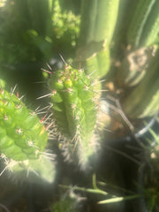 💎👑 Rauhocereus Riosaniensis — 9” Tip