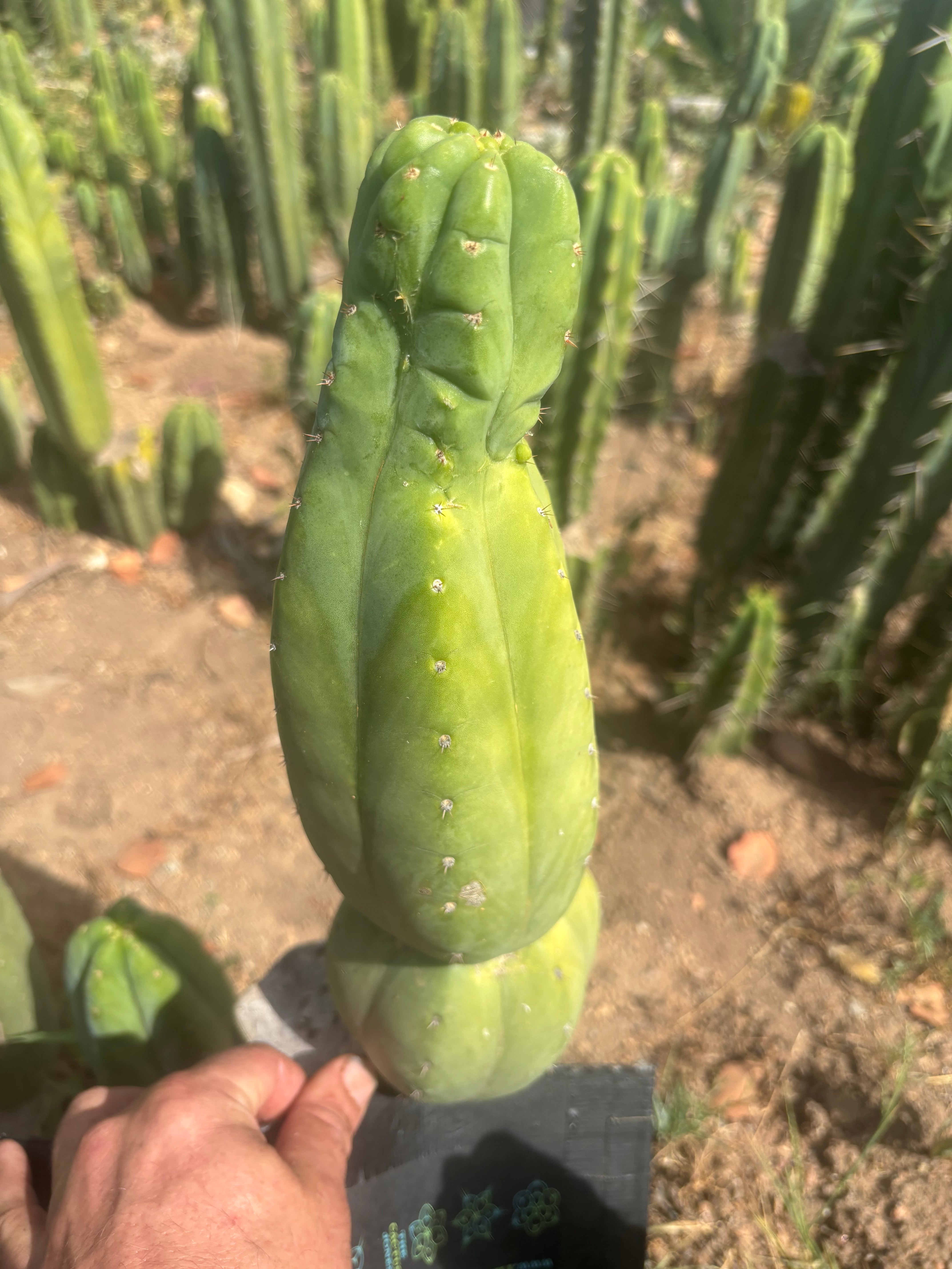 👑🌶️ Maipu — XL 13” Tip