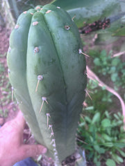 💎👑🌶️ Maranonensis — GIRTHY 10” Tip