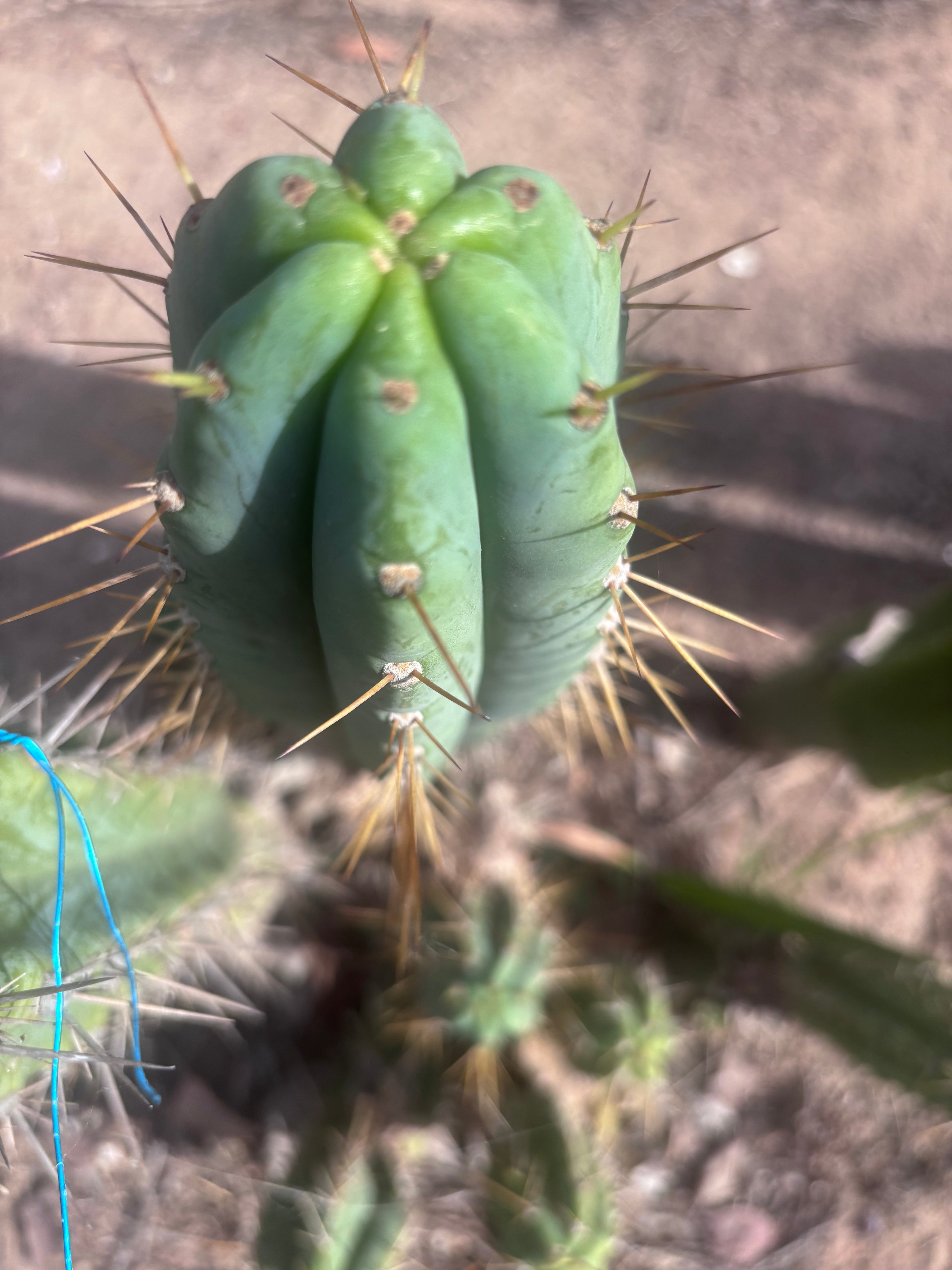 🌶️ 0102 — XL 15” Pup