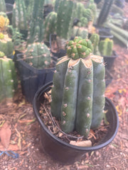 💎👑💎🌶️ CareBear — One More Graft on Rooted Shine01