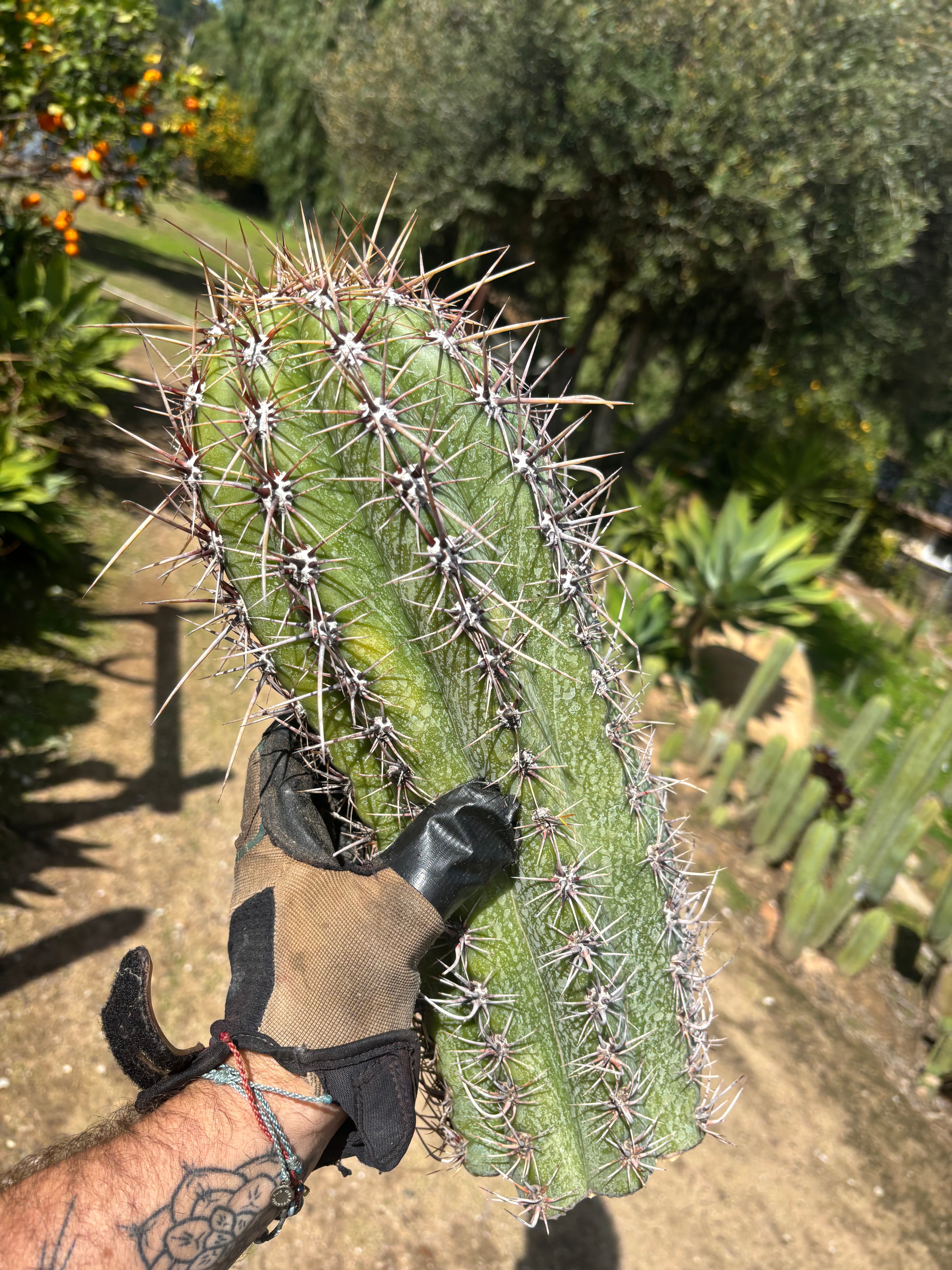 💎⚔️ Taq-Shecki — 16” Beast of a Tip