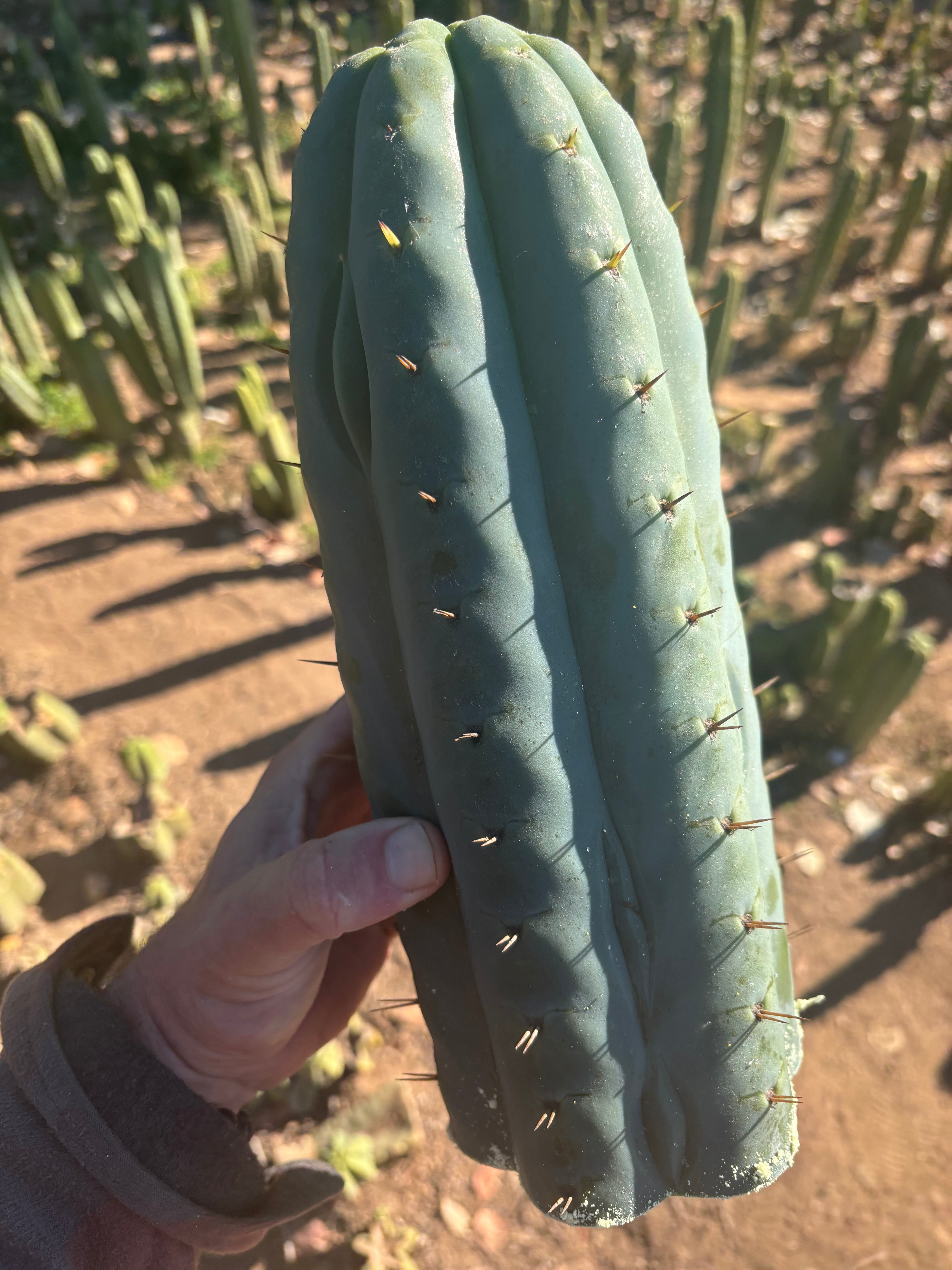 👑💎🌶️  Ashdod — Massive 12” Tip