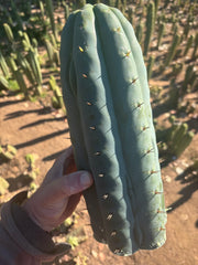 👑💎🌶️  Ashdod — Massive 12” Tip