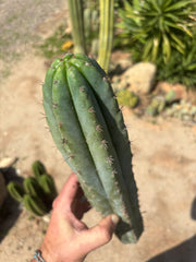 👑🌶️ Ventucky Blue — XL 16” Pup