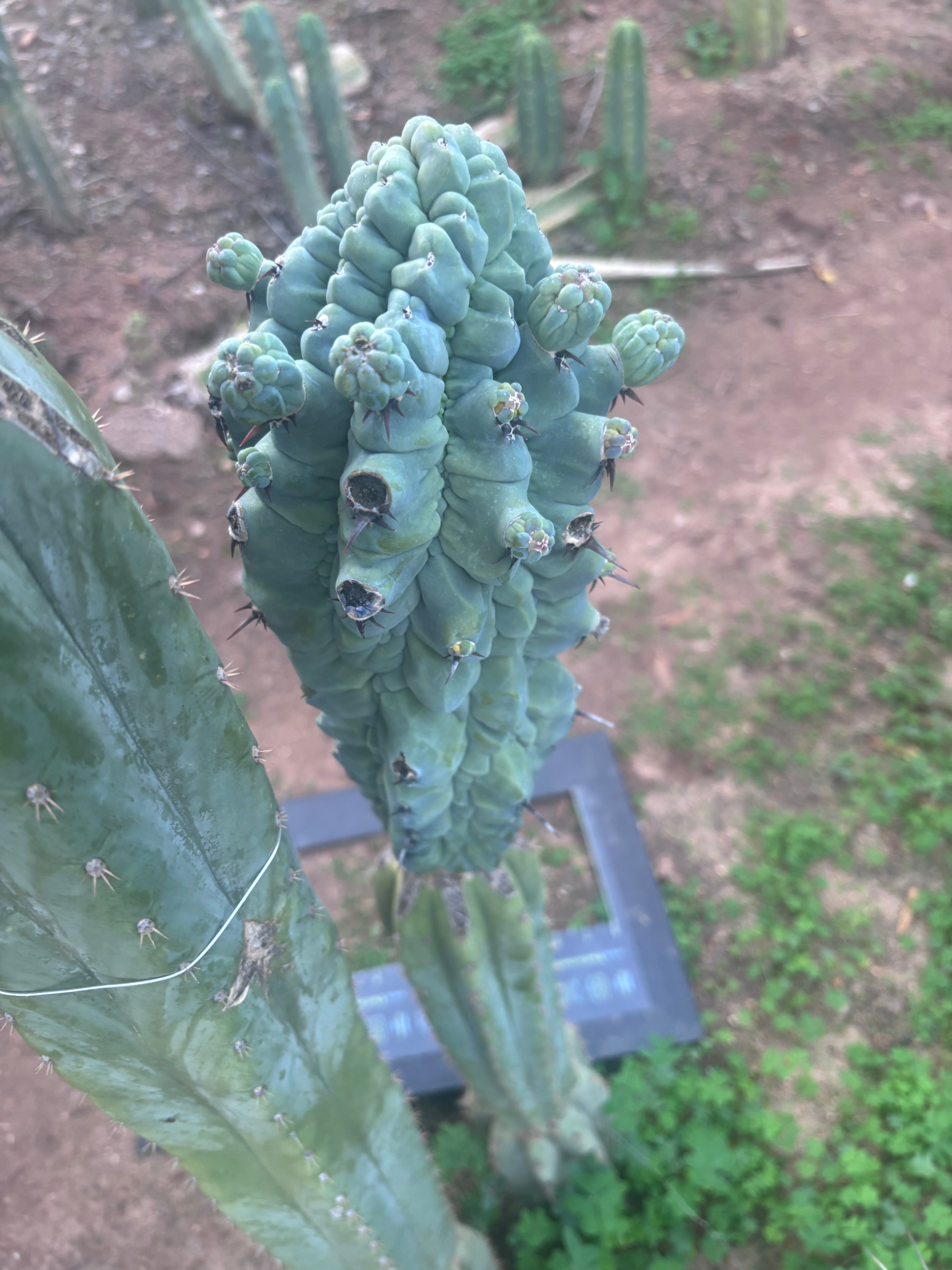 💎👑💎 Glorp — XXL Pupsplosion Graft (Re-Listing)