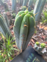 👑🌶️🌶️ Pala — 9” Tip