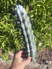 Stenocereus Beneckei — 14” Tip