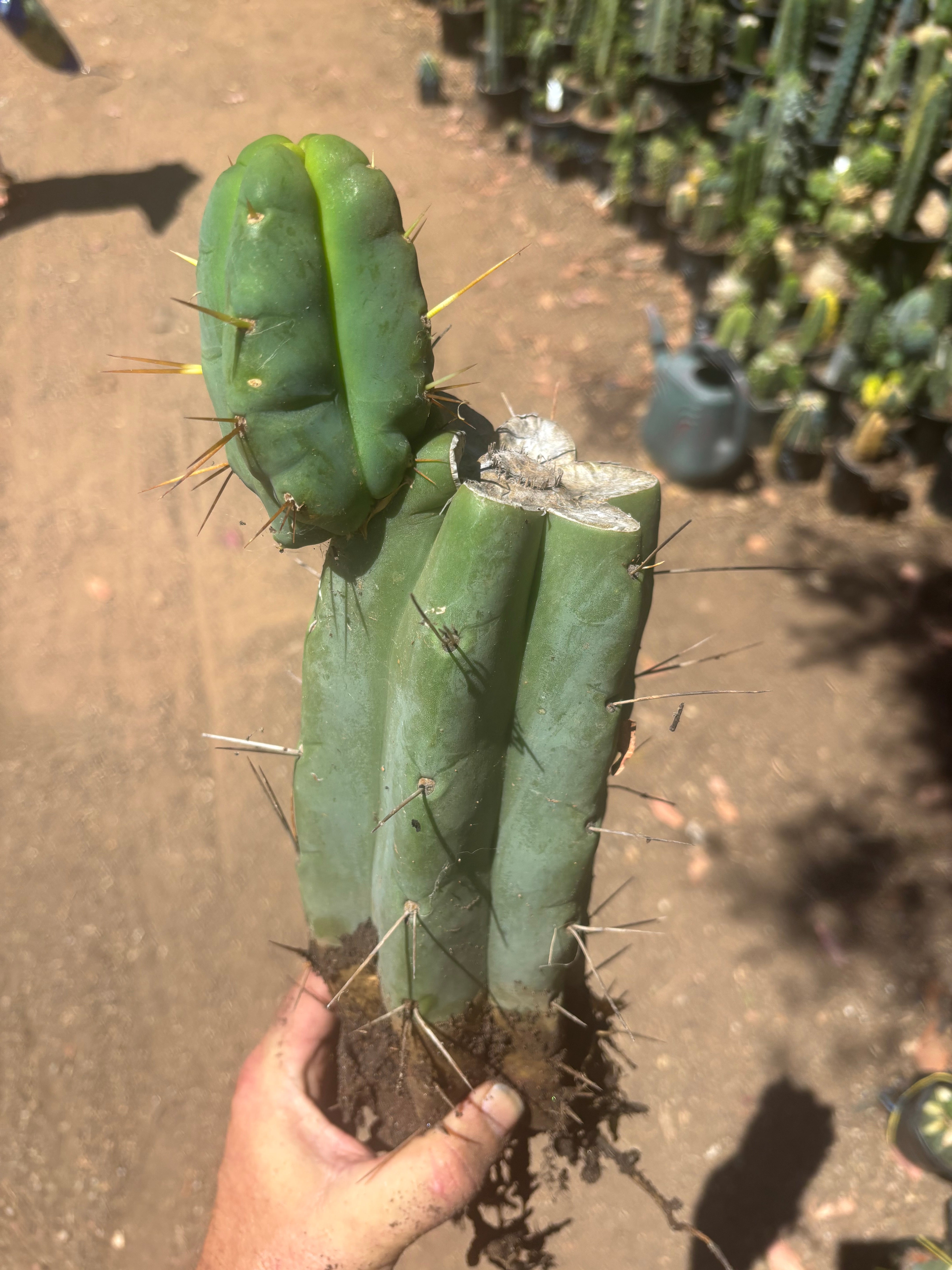 💎👑🌶️🌶️ Eileen — FAT XL Rooted Mid with Fourwang Pup