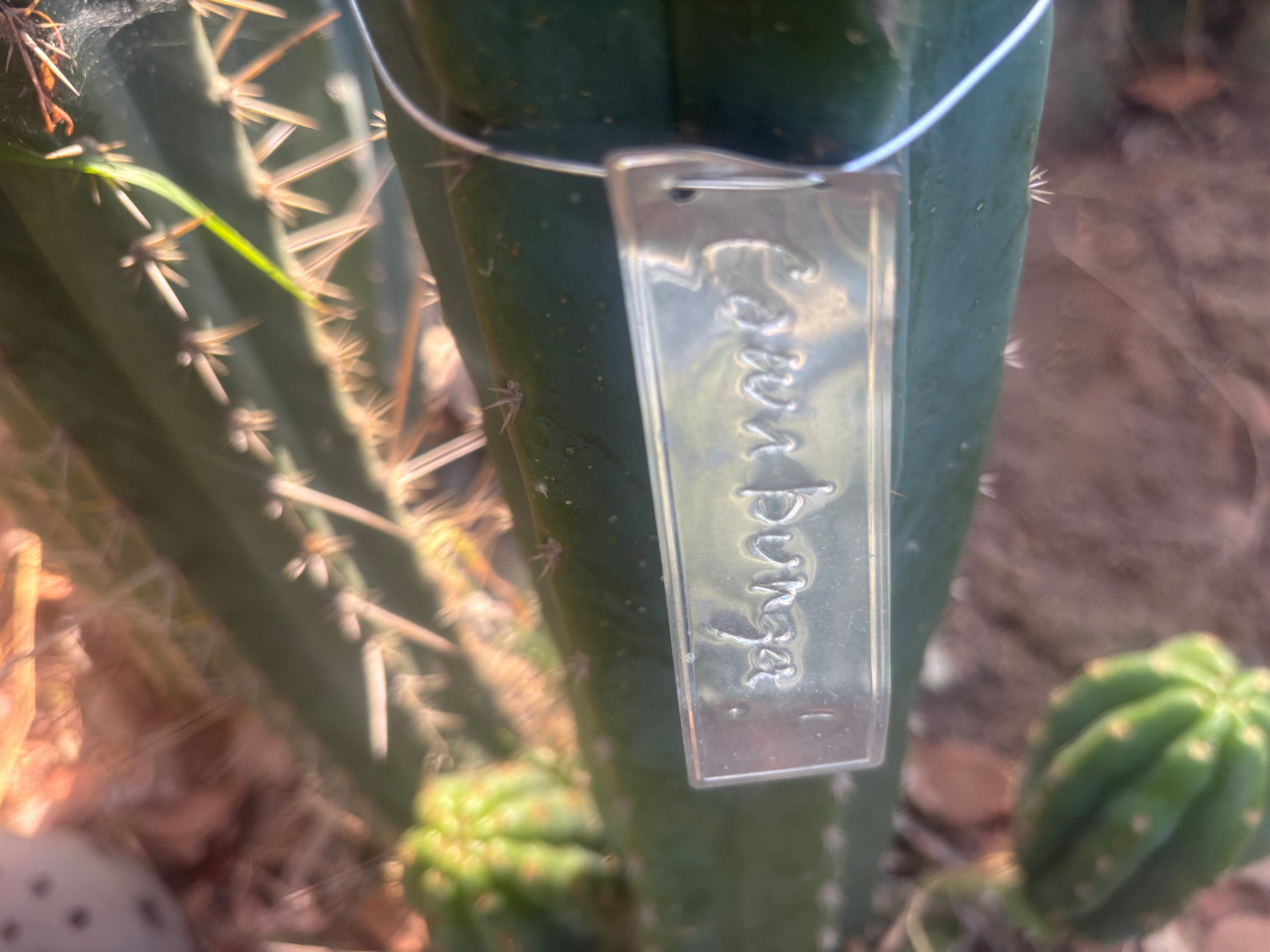 💎👑💎 Cowabunga  — 6” Tip