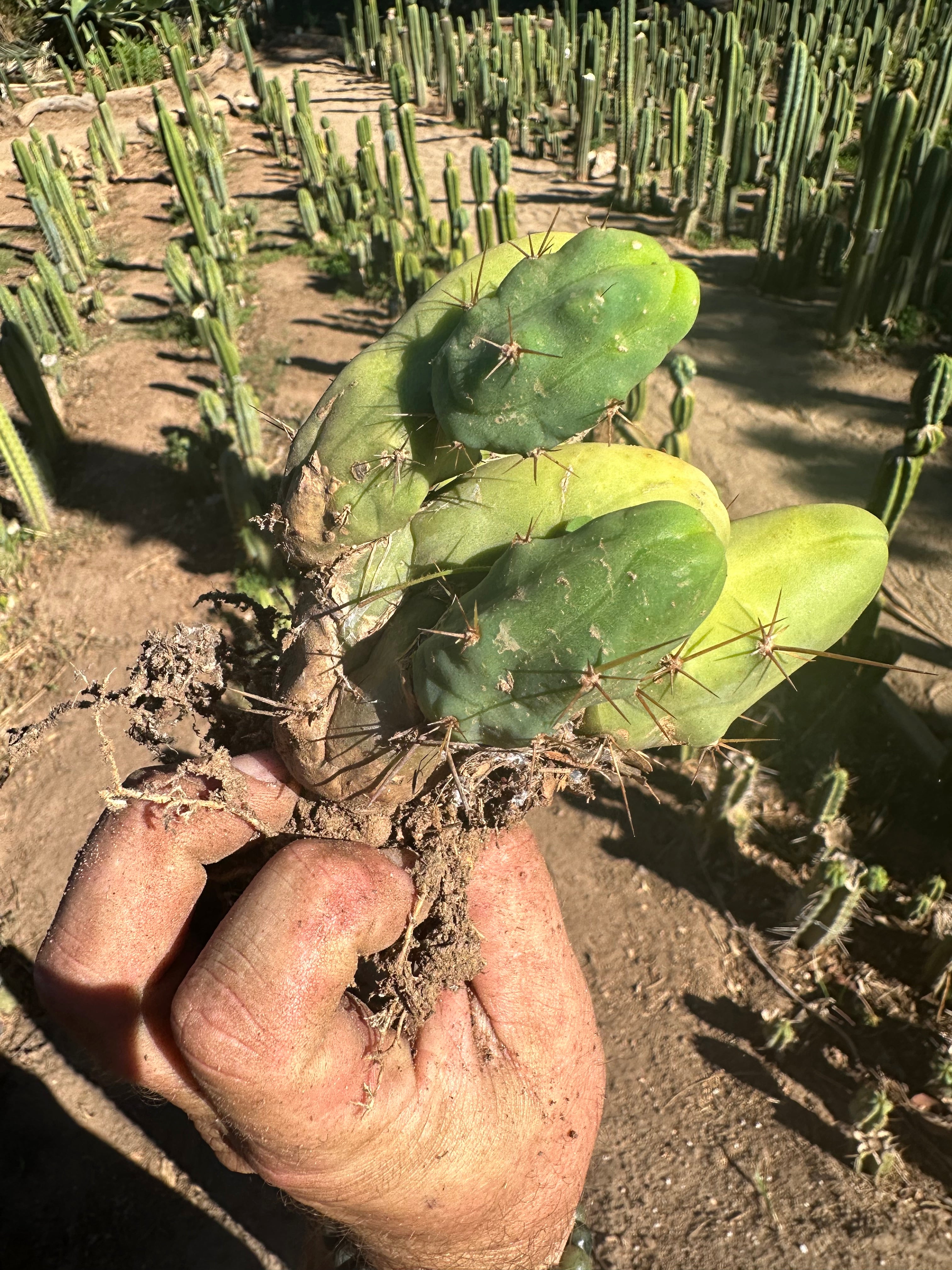 👑🌶️🌶️  TBM  — Rooted Cluster #2