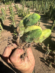 👑🌶️🌶️  TBM  — Rooted Cluster #2