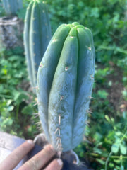 👑🌶️  Ashdod — 9” Pup