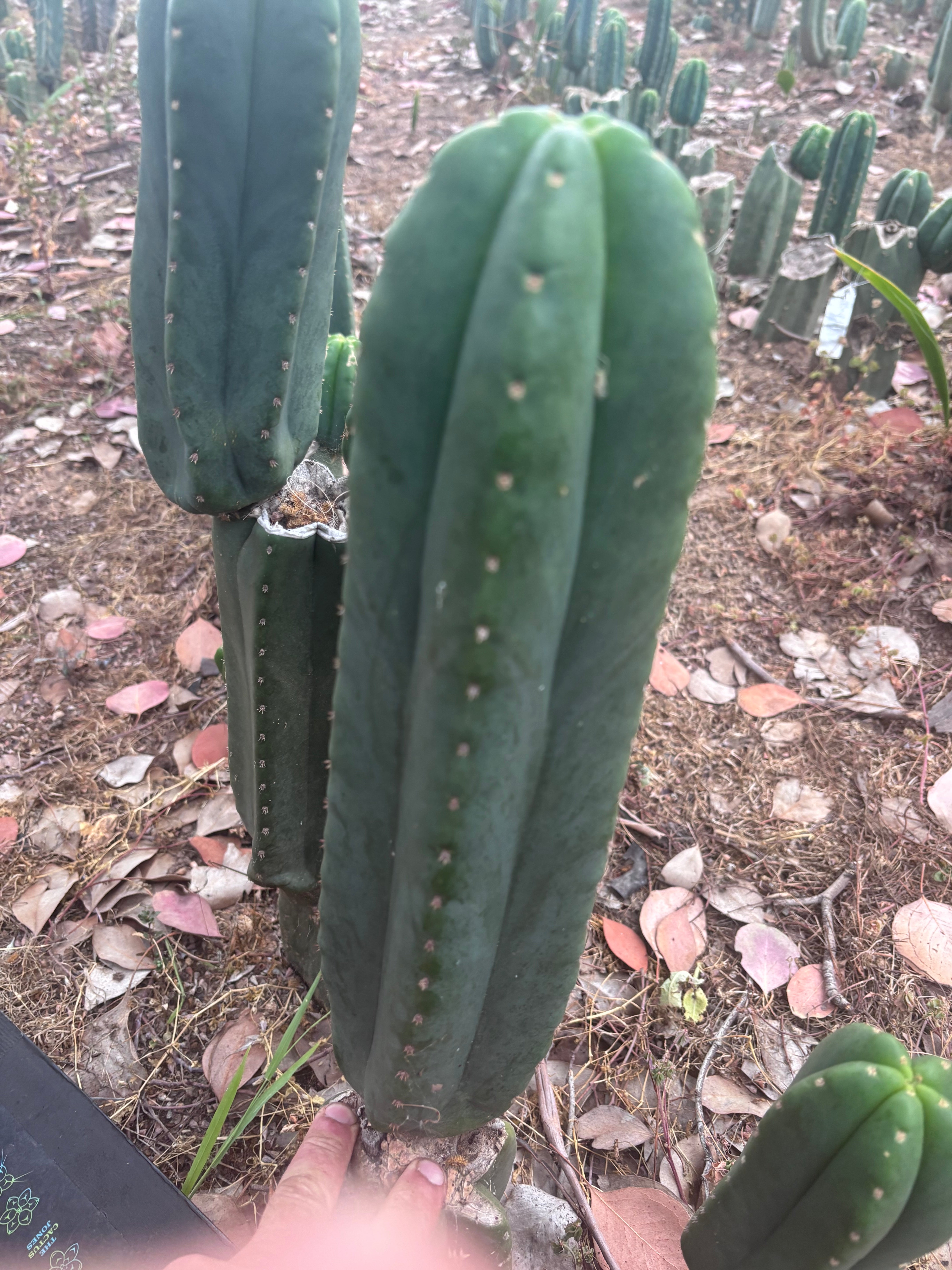 👑🌶️ Scop A — XL 13.5” Pup