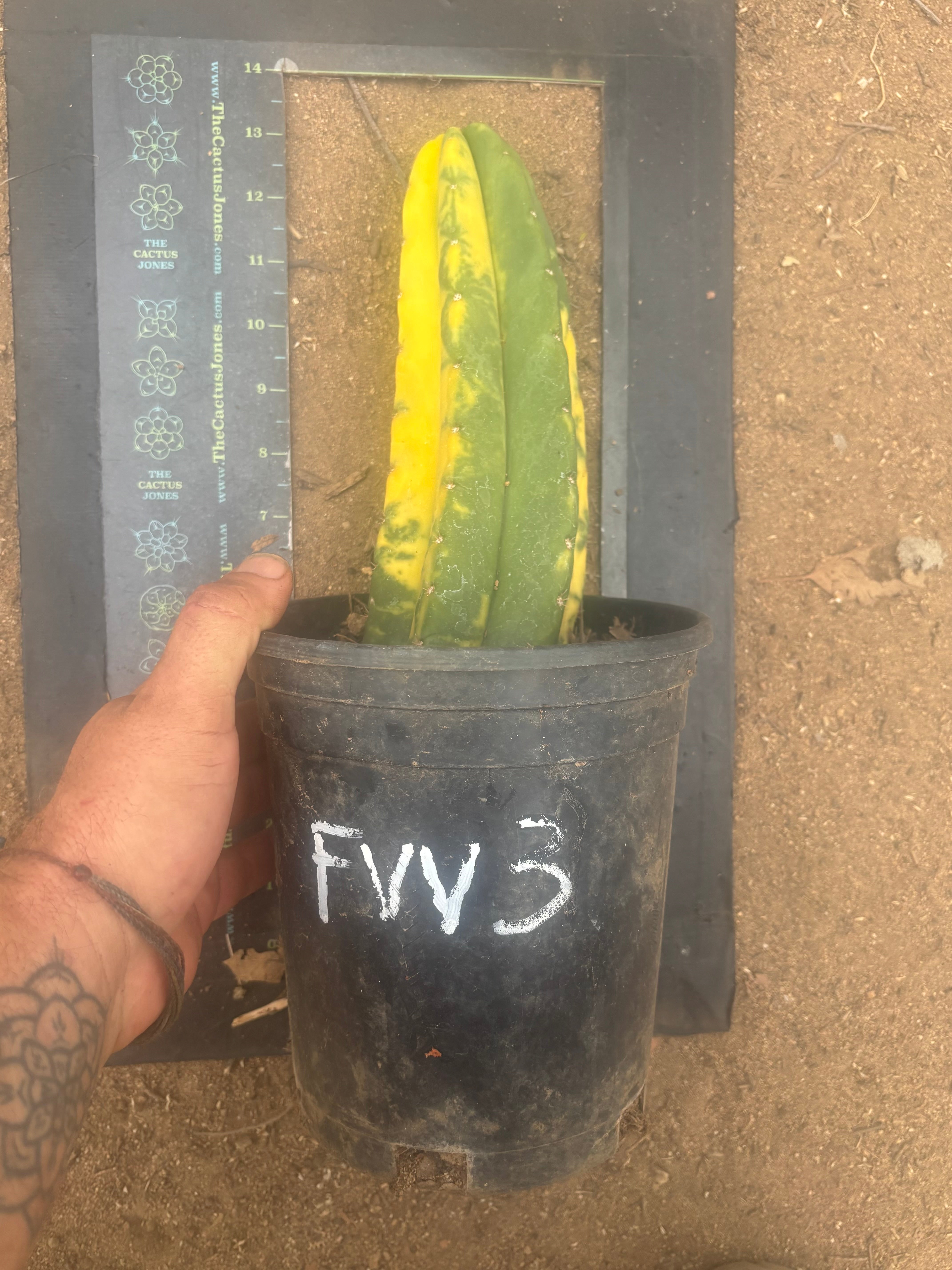 💎🔰💎💎 FVV3  — Fully Rooted 8” Pup