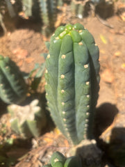 💎👑🌶️  Ichoca — 10” Tip