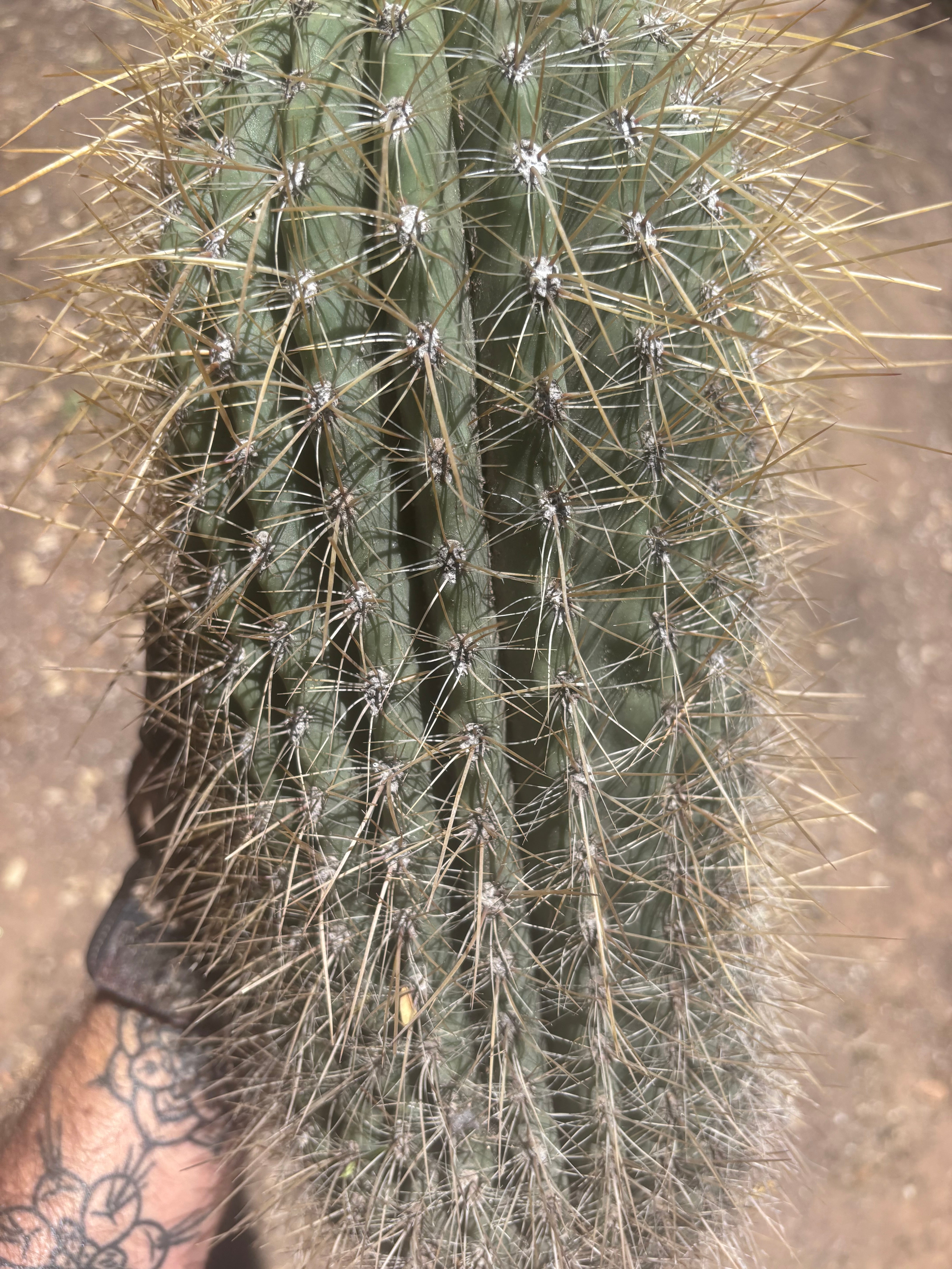 💎💎 T. Atacamensis — Massive Pup (Last One)