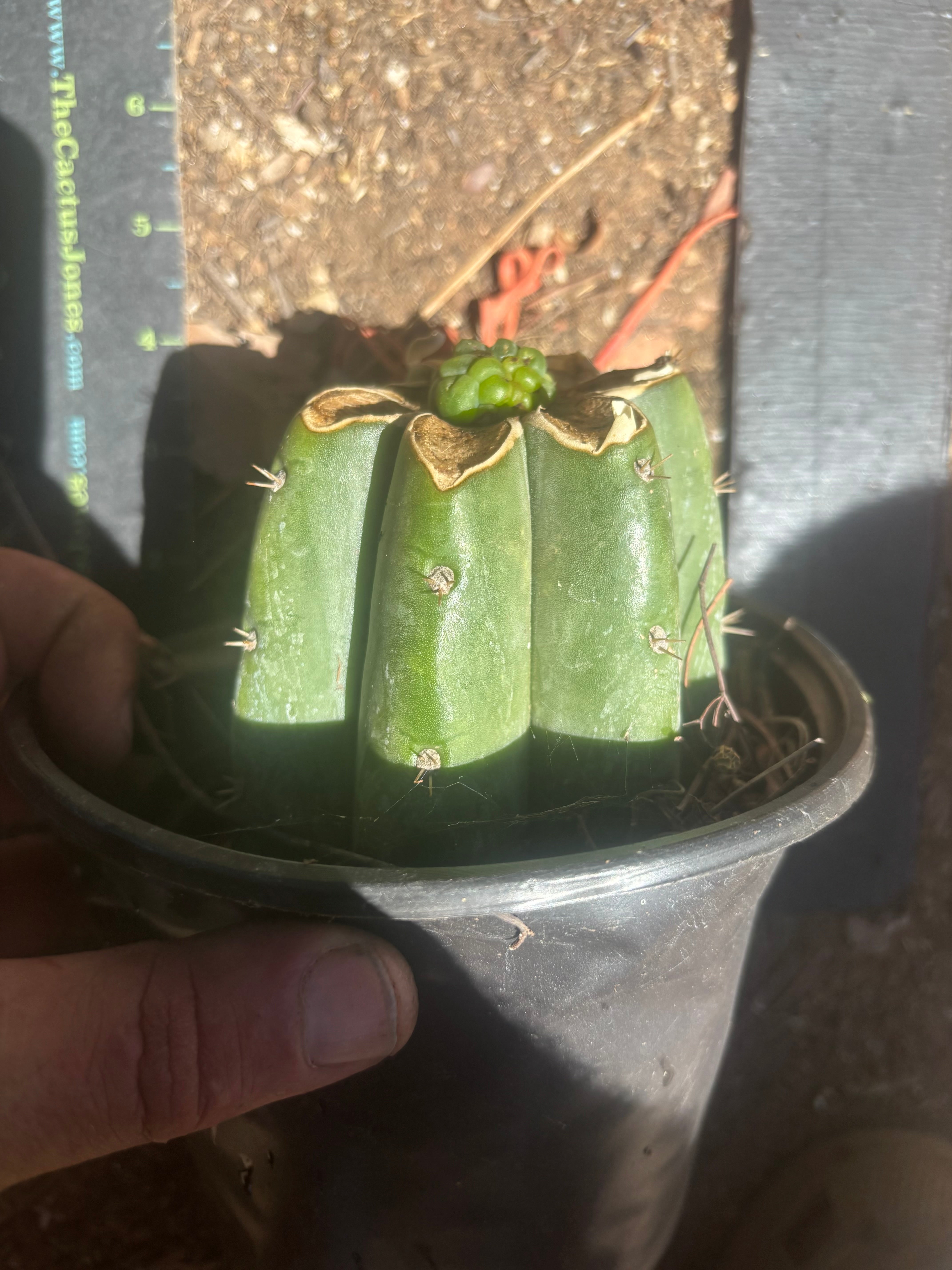 💎👑💎 Havran — Pup Graft on Rooted Shine01