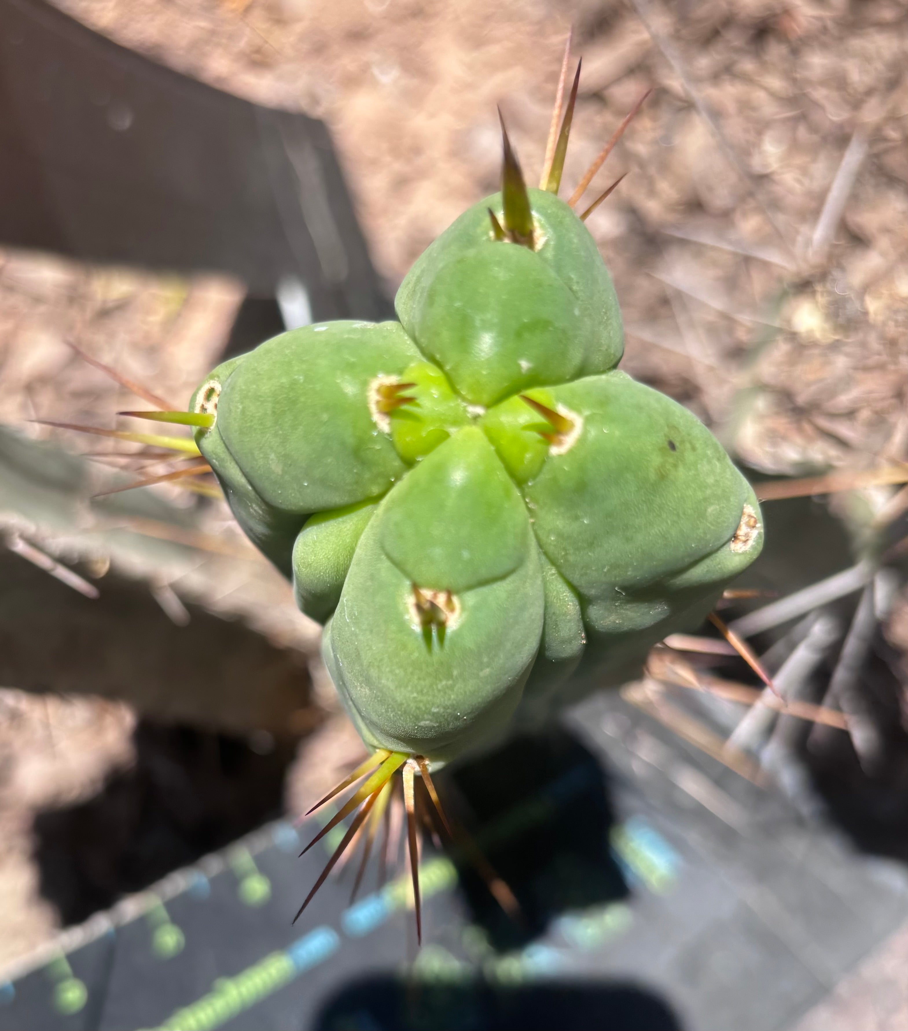 👑🌶️🌶️ Dulzura Wax — Fourwang 10” Pup