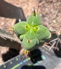 👑🌶️🌶️ Dulzura Wax — Fourwang 10” Pup