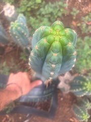 💎👑 Papa Smurf — BIG XL 14” Tip