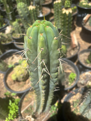 💎🌶️🌶️ NOM — Pup Graft On Seed Grown Rooted Stock
