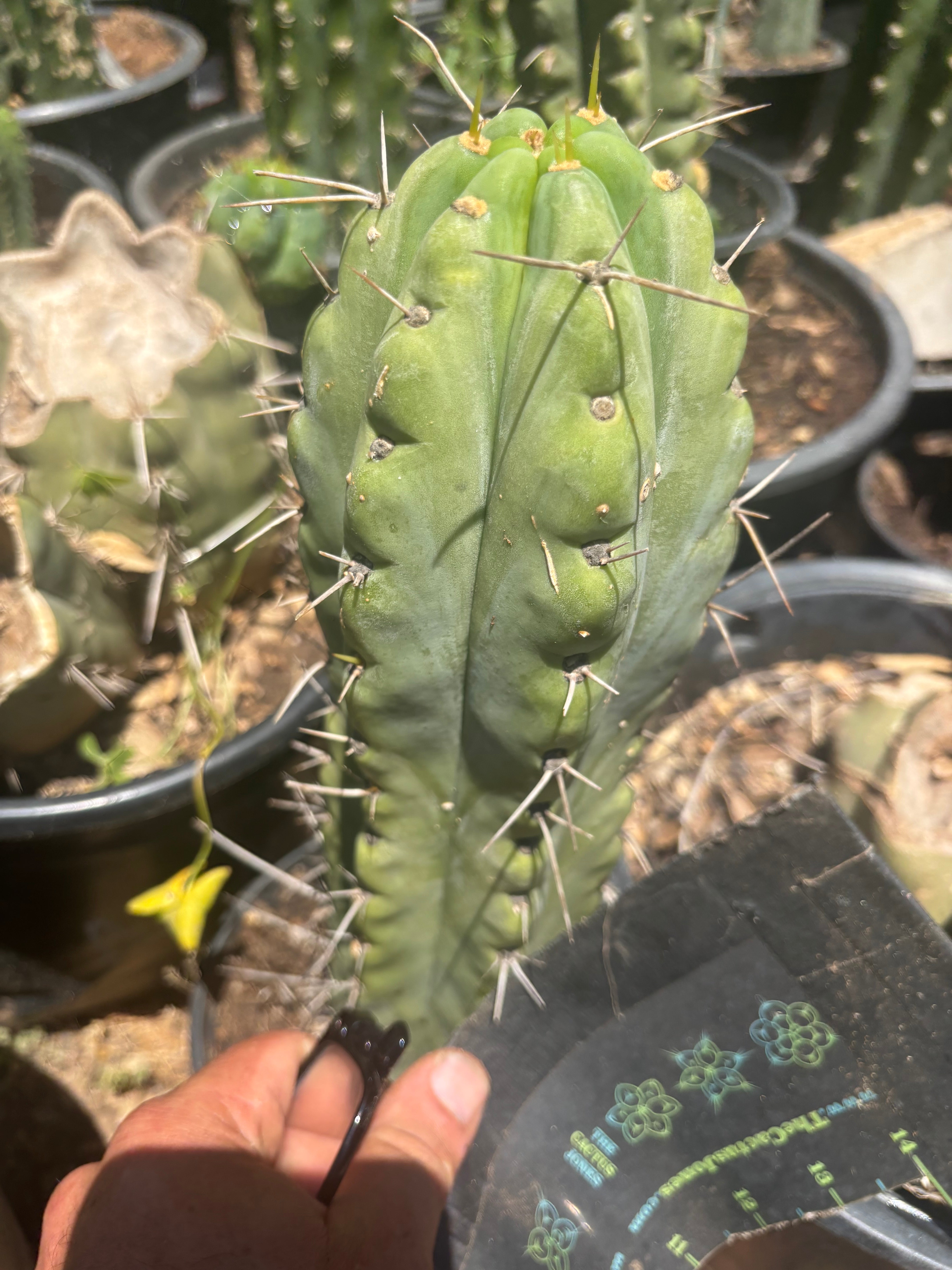 💎🌶️🌶️ NOM — Fat 9” Tip
